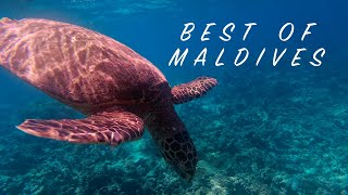 Malediwy 🇲🇻 Podwodny raj 🦈🐠🤿 [upl. by Eenobe233]