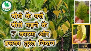 पौधे के पत्ते पीले पड़ने के 7 कारण और इसका तुरंत निदान  7 Reason for yellow leaves on Plant [upl. by Savell647]