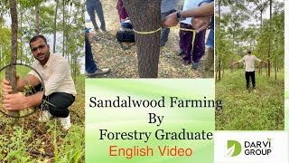 Sandalwood Cultivation Guide by  Forestry Graduate  With results [upl. by Okimuy643]