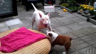 Bulldog vs Bull terrier [upl. by Eaver450]