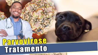 PARVOVIROSE em cães Sintomas Tratamento Prevenção [upl. by Orten]