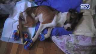 RSPCA video  Rescue dog Hope recovering [upl. by Tor]