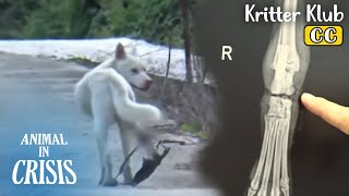 URGENT RESCUE Limping Dog Is Caught By A l Animal in Crisis Ep 386 [upl. by Adnaral]