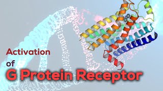 Activation of G protein receptor  G Proteincoupled Receptor [upl. by Artemisa]