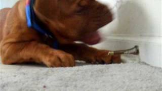 dogue de bordeaux puppy finds his bark [upl. by Ahs457]