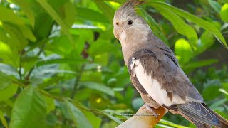 Cockatiel Sounds Call Songs  WhiteFaced Cockatiel Jono [upl. by Aramot347]