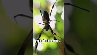 Tarantula Hawk the wasp that Hunts Tarantulas [upl. by Jayne]