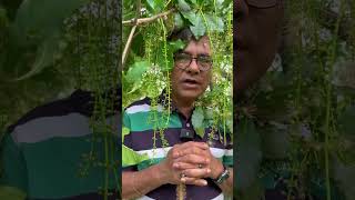 পিছল পথে কুড়িয়ে পেলাম হিজল ফুলের মালা। Barringtoniaacutangula [upl. by Feledy]