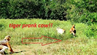 Primitive King Kong Fake tiger very funny prank cow [upl. by Maggie889]