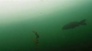 western mass ice fishing muddy march pike carp under the ice [upl. by Barker]