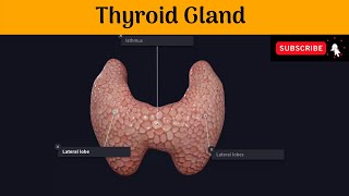 Thyroid Gland Parts Relations Blood supplyMicroscopic structure  Development  Clinical Anatomy [upl. by Naasar314]