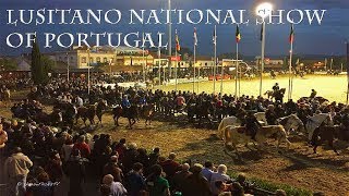 THE NATIONAL LUSITANO SHOW • GOLEGA PORTUGAL [upl. by Bowler860]