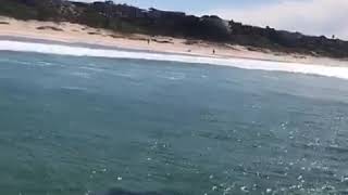 Great White Shark sighting at Plettenberg Bay Beach [upl. by Sybil107]