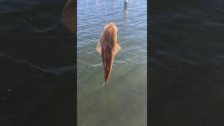 Caught a Flathead shorts vlogs fish [upl. by Ientirb]