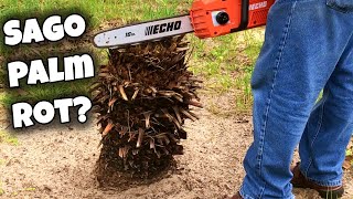 Sago Palm Care Cycas Revoluta 🌴 Pruning Rotting Removal [upl. by Pen]