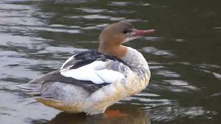 Preening goosander [upl. by Ahtikal66]