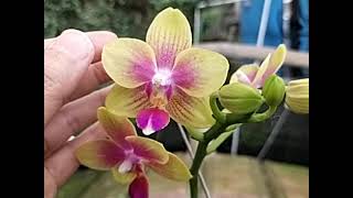 Phalaenopsis IHsin Venus Sweet Fragrance [upl. by Bobbie]