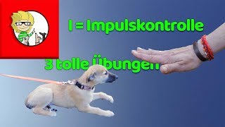 I  Impulskontrolle beim Hund  3 tolle Übungen  Tipps [upl. by Hedelman]