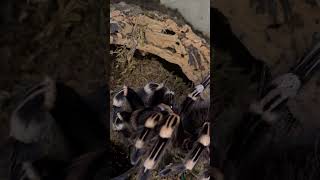 Acanthoscurria geniculata female eating 🕷️ tarantula spider eating pók [upl. by Arvell]