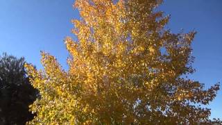 Quacking Aspen in fall color  Populus tremuloides [upl. by Mccarty687]