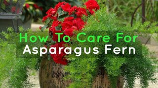 How to Grow and Care for Asparagus Ferns [upl. by Melville]