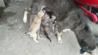 Mama Dog Weaning Puppies [upl. by Zetnod]