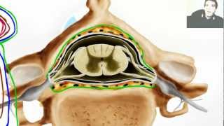 Spinal Cord and Meninges  Human Brain Anatomy [upl. by Ahsratal95]