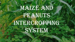 Maize and peanuts intercropping techniques for land use efficient [upl. by Rebecca695]