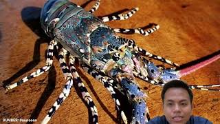 Lobster laut dapat ditemukan pada hamparan pasir yang terdapat spotspot karang [upl. by Ynner]