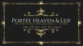 Portée Heaven et Leif  nos chiots chiensloups tchécoslovaques ont 26 jours 29 12 17 [upl. by Monte]