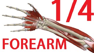 Forearm Anatomy 13  Muscles with nerves and arteries [upl. by Star685]