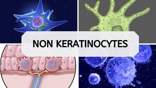 NON KERATINOCYTES [upl. by Jillie201]