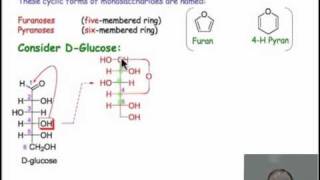 Monosaccharide Chemistry and Cyclic Sugars [upl. by Birch]