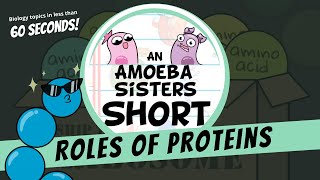 Roles of Proteins  Amoeba Sisters Shorts [upl. by Manfred]