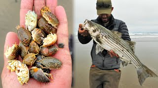 These Giant Soft Sand Crabs catch way more fish than other baits [upl. by Ajna326]