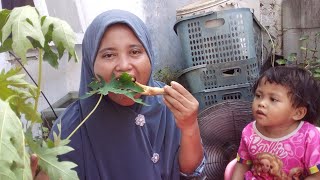 MUKBANG SOP CEKER AYAM KUAH CABE CAMPUR DAUN PEPAYA MENTAH makan cekerayam mukbang masyaallah [upl. by Nnaytsirk]