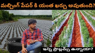 మిరప తోట లో మల్చింగ్ పేపర్ వల్ల ఉపయోగాలు  తీసుకోవలసిన జాగ్రత్తలు mirchi 35000 తో హ్యాపీగా ఉండండి [upl. by Ydnolem]