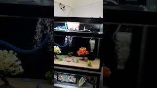 Aquarium setup  aquarium cooler shorts aquarium [upl. by Lyndell]