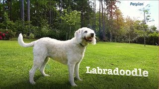 Labradoodle Breed Information Temperament Lifespan amp Facts  Petplan [upl. by Conlon]