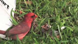 Cardinal feeding baby birds  Awesome [upl. by Notfol179]