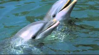 Dolphin whistles sound similar in air and helium [upl. by Gnek465]