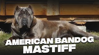 American Bandogge Mastiff Unveiling The Mystery of Regal Beast [upl. by Aiak]