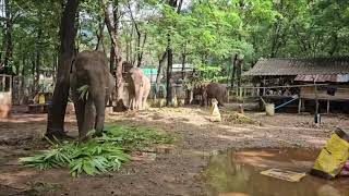 Chiang Mai elephants whose lives were saved have been relocated to safe areas [upl. by Ahsi388]