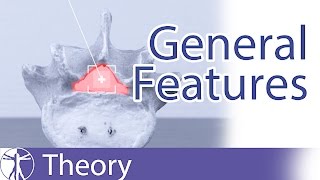 General Features of a Lumbar Vertebrae  Lumbar Spine Series [upl. by Martynne]