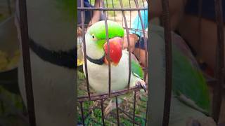 maintota kahaniya gaane videoforkids Parrot [upl. by Asilav]