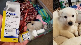 How to Give a Puppy a Liquid Oral Antibiotic [upl. by Acsecnarf318]