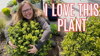 Planting Boxwoods Fertilizing the Yew Hedge and Thinning the Snapdragons [upl. by Bywoods519]