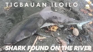 SHARK in TIGBAUAN River caught and released back to the Ocean [upl. by Standish]