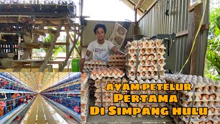 AYAM PETELUR PERTAMA DI KECAMATAN SIMPANG HULU KABUPATEN KETAPAN  KTJJ [upl. by Pittel]