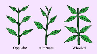 What is Phyllotaxy Types of Leaves based upon arrangement on stem in plants Plant Morphology notes [upl. by Kandace]